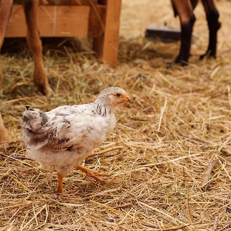 Lahuta E Vjeter Agroturizem 3* Lac