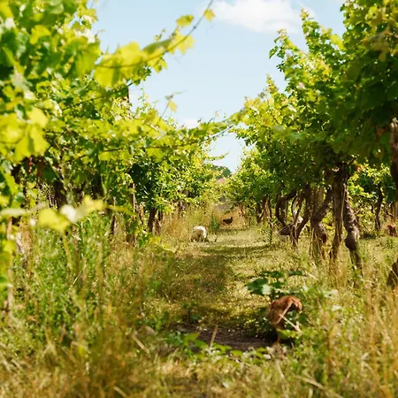 Lahuta E Vjeter Agroturizem 3*